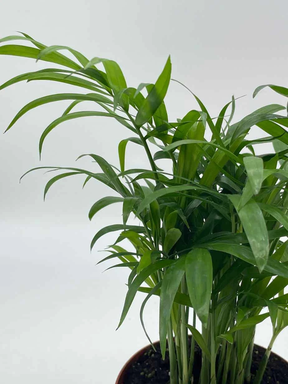 Bamboo Palm, Chamaedorea Parlor Palm, Clustered Reed Palm, Cane Palm In 4 Inch Pot 4 Bamboo Palm, Chamaedorea Parlor Palm, Clustered Reed Palm, Cane Palm In 4 Inch Pot - Image 2