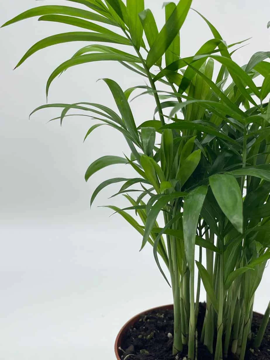 Bamboo Palm, Chamaedorea Parlor Palm, Clustered Reed Palm, Cane Palm In 4 Inch Pot 9 Bamboo Palm, Chamaedorea Parlor Palm, Clustered Reed Palm, Cane Palm In 4 Inch Pot - Image 7