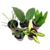 Hoya Variety Assortment Plant Set, Premium Set, Variegated Wayetii, Curtisii, Macrophylla, Linearis And More In 2 Inch Pots -Cheap Plantly Store il fullxfull.3713779930 evc2