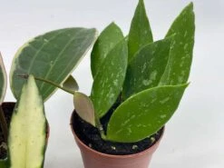 Hoya Variety Assortment Plant Set, Premium Set, Variegated Wayetii, Curtisii, Macrophylla, Linearis And More In 2 Inch Pots -Cheap Plantly Store il fullxfull.3713784060 n26a