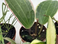 Hoya Variety Assortment Plant Set, Premium Set, Variegated Wayetii, Curtisii, Macrophylla, Linearis And More In 2 Inch Pots -Cheap Plantly Store il fullxfull.3713784084 quod