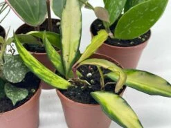 Hoya Variety Assortment Plant Set, Premium Set, Variegated Wayetii, Curtisii, Macrophylla, Linearis And More In 2 Inch Pots -Cheap Plantly Store il fullxfull.3713784088 rho1
