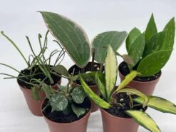 Hoya Variety Assortment Plant Set, Premium Set, Variegated Wayetii, Curtisii, Macrophylla, Linearis And More In 2 Inch Pots -Cheap Plantly Store il fullxfull.3713784318 ltd4