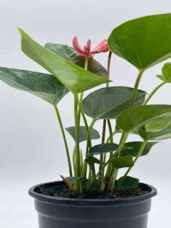 Anthurium Pink, Flamingo Lily, Andraeanum Linden Ex André Painter's Palette In 4 Inch Pot, Very Full Healthy -Cheap Plantly Store il fullxfull.3713805010 lh8o