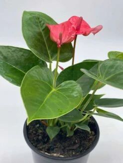 Anthurium Pink, Flamingo Lily, Andraeanum Linden Ex André Painter's Palette In 4 Inch Pot, Very Full Healthy -Cheap Plantly Store il fullxfull.3713805120 ldw5
