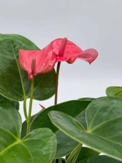 Anthurium Pink, Flamingo Lily, Andraeanum Linden Ex André Painter's Palette In 4 Inch Pot, Very Full Healthy -Cheap Plantly Store il fullxfull.3713805122 48md