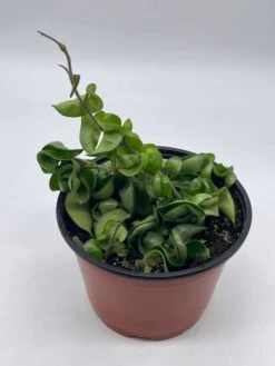 Hoya Hindu Rope Carnosa Compacta, 6 Inch, Krinkle Kurl, Ready For Upgrade, Honeyplant Waxplant Porcelain Flower -Cheap Plantly Store il fullxfull.3713815326 6i4z