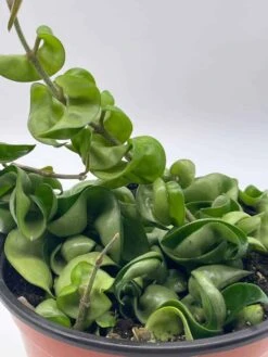 Hoya Hindu Rope Carnosa Compacta, 6 Inch, Krinkle Kurl, Ready For Upgrade, Honeyplant Waxplant Porcelain Flower -Cheap Plantly Store il fullxfull.3713815408 l5sc