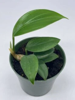 Dragon Tail, 4 Inch Pot, Epipremnum Pinnatum, Centipede Tongavine, Dragon-tail Plant -Cheap Plantly Store il fullxfull.3713817502 rfce