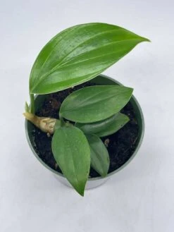 Dragon Tail, 4 Inch Pot, Epipremnum Pinnatum, Centipede Tongavine, Dragon-tail Plant -Cheap Plantly Store il fullxfull.3713817504 efa5