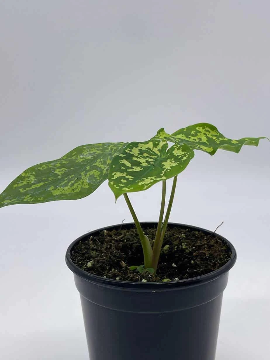 Alocasia 'Hilo Beauty', Caladium Praetermissum, 4 Inch Pot, Green And White Alocasia, Elephant Ear 7 Alocasia 'Hilo Beauty', Caladium Praetermissum, 4 Inch Pot, Green And White Alocasia, Elephant Ear - Image 5
