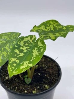 Alocasia 'Hilo Beauty', Caladium Praetermissum, 4 Inch Pot, Green And White Alocasia, Elephant Ear 13 Alocasia 'Hilo Beauty', Caladium Praetermissum, 4 Inch Pot, Green And White Alocasia, Elephant Ear -Cheap Plantly Store il fullxfull.3713838380 lqll