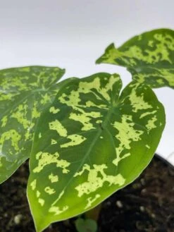 Alocasia 'Hilo Beauty', Caladium Praetermissum, 4 Inch Pot, Green And White Alocasia, Elephant Ear 17 Alocasia 'Hilo Beauty', Caladium Praetermissum, 4 Inch Pot, Green And White Alocasia, Elephant Ear -Cheap Plantly Store il fullxfull.3713838388 3yex