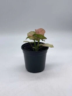 Syngonium Pink, Podophyllum, In 4 Inch Pot -Cheap Plantly Store il fullxfull.3713845570 lkrr