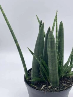 Sansevieria Boncel Cylindrica | Starfish Snakeplant | Super Filled Beautiful Snake Plant -Cheap Plantly Store il fullxfull.3713847956 e9ml