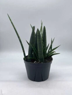 Sansevieria Boncel Cylindrica | Starfish Snakeplant | Super Filled Beautiful Snake Plant -Cheap Plantly Store il fullxfull.3713847966 ajqc