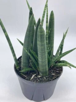 Sansevieria Boncel Cylindrica | Starfish Snakeplant | Super Filled Beautiful Snake Plant -Cheap Plantly Store il fullxfull.3713847980 79s7