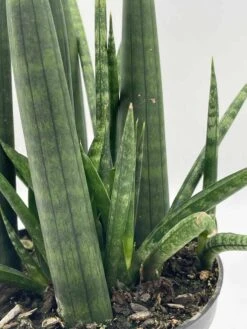 Sansevieria Boncel Cylindrica | Starfish Snakeplant | Super Filled Beautiful Snake Plant -Cheap Plantly Store il fullxfull.3713848012 npcz
