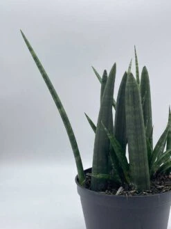 Sansevieria Boncel Cylindrica | Starfish Snakeplant | Super Filled Beautiful Snake Plant -Cheap Plantly Store il fullxfull.3713848060 etyg