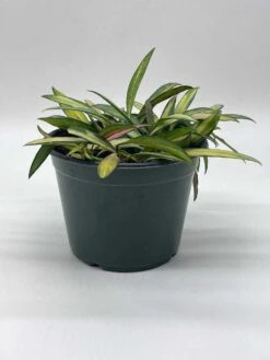 Variegated Wayetii, Rare Hoya, 6 Inch, Ready For Upgrade -Cheap Plantly Store il fullxfull.3718407292 lceo