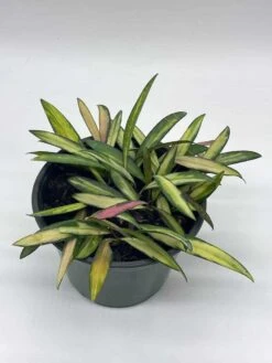 Variegated Wayetii, Rare Hoya, 6 Inch, Ready For Upgrade -Cheap Plantly Store il fullxfull.3718407892 b30b