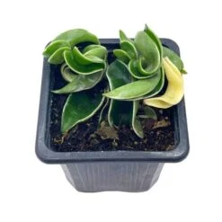 Variegated Hindu Rope, Rare Hoya, Carnosa Compacta Regalis, Crispa Variegata, 2 Inch Pot