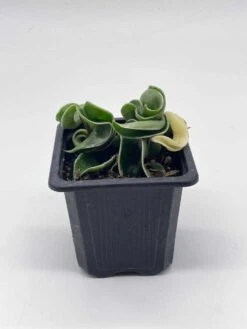 Variegated Hindu Rope, Rare Hoya, Carnosa Compacta Regalis, Crispa Variegata, 2 Inch Pot -Cheap Plantly Store il fullxfull.3718410054 h0nx