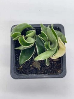 Variegated Hindu Rope, Rare Hoya, Carnosa Compacta Regalis, Crispa Variegata, 2 Inch Pot -Cheap Plantly Store il fullxfull.3718410150 1wv5