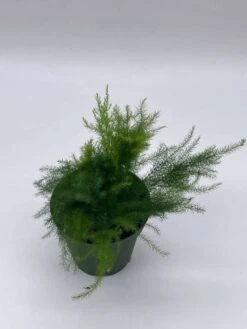 Asparagus Fern Plumosa, Asparagus Setaceus, 4 Inch, Lace Fern, Climbing Asparagus, Or Ferny -Cheap Plantly Store il fullxfull.3718433614 jqfx