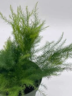 Asparagus Fern Plumosa, Asparagus Setaceus, 4 Inch, Lace Fern, Climbing Asparagus, Or Ferny -Cheap Plantly Store il fullxfull.3718433796 7smu