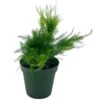 Asparagus Fern Plumosa, Asparagus Setaceus, 4 Inch, Lace Fern, Climbing Asparagus, Or Ferny 1 Asparagus Fern Plumosa, Asparagus Setaceus, 4 Inch, Lace Fern, Climbing Asparagus, Or Ferny -Cheap Plantly Store il fullxfull.3718435482 jxho