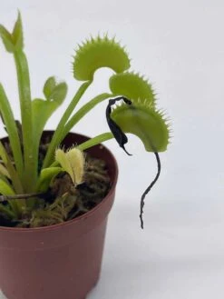 Venus Flytrap, Dionaea Muscipula, Venus's Fly Trap, Perennial Carnivorous Plant 2 Inch Pot, -Cheap Plantly Store il fullxfull.3718483834 20o8
