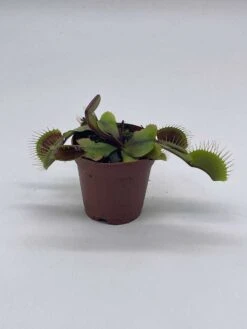 Red Venus Fly Trap, Carnivorous Plant, Venus's Flytrap, Dionaea Muscipula, Fine Comb Saw Tooth, 2 Inch Pot -Cheap Plantly Store il fullxfull.3718486940 175c