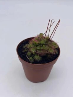 Drosera, Sundews, Rare Carnivorous Plant, In 2 Inch Pot Capensis Cape 13 Drosera, Sundews, Rare Carnivorous Plant, In 2 Inch Pot Capensis Cape -Cheap Plantly Store il fullxfull.3718550590 13o9