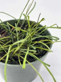 Hoya Retusa, 4 Inch, Fuzzy Stems, Curtain Hoya, Wax Plant, Wax Vine, And Porcelain Vine -Cheap Plantly Store il fullxfull.3718566080 3xil