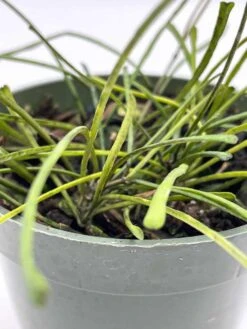 Hoya Retusa, 4 Inch, Fuzzy Stems, Curtain Hoya, Wax Plant, Wax Vine, And Porcelain Vine -Cheap Plantly Store il fullxfull.3718566094 9q07