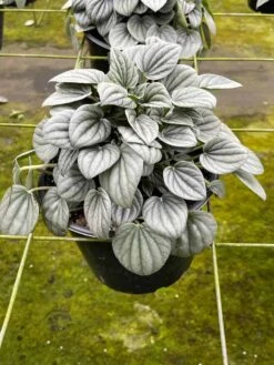 Green Emerald Ripple Peperomia, 6 Inch, Frost Platinum, Carperata Albovittata, Wrinkle Krinkle Leaf -Cheap Plantly Store il fullxfull.3726301366 2iqk