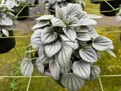 Green Emerald Ripple Peperomia, 6 Inch, Frost Platinum, Carperata Albovittata, Wrinkle Krinkle Leaf -Cheap Plantly Store il fullxfull.3726301478 nenp