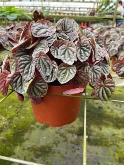 Red Emerald Ripple Peperomia, 6 Inch, Frost Platinum, Carperata Albovittata, Wrinkle Krinkle Leaf 10 Red Emerald Ripple Peperomia, 6 Inch, Frost Platinum, Carperata Albovittata, Wrinkle Krinkle Leaf -Cheap Plantly Store il fullxfull.3726302352 o4j0