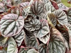 Red Emerald Ripple Peperomia, 6 Inch, Frost Platinum, Carperata Albovittata, Wrinkle Krinkle Leaf 14 Red Emerald Ripple Peperomia, 6 Inch, Frost Platinum, Carperata Albovittata, Wrinkle Krinkle Leaf -Cheap Plantly Store il fullxfull.3726302404 26gc