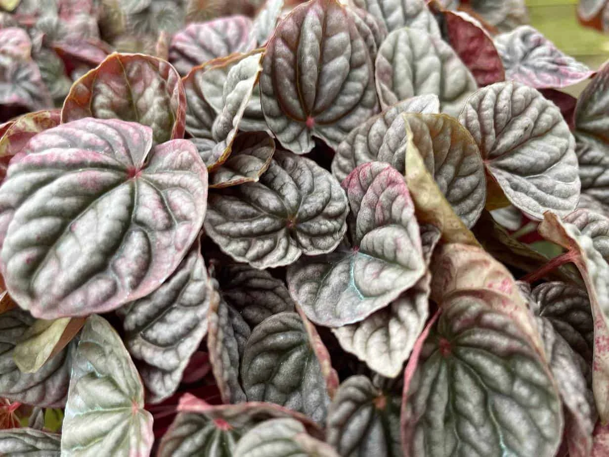 Red Emerald Ripple Peperomia, 6 Inch, Frost Platinum, Carperata Albovittata, Wrinkle Krinkle Leaf 8 Red Emerald Ripple Peperomia, 6 Inch, Frost Platinum, Carperata Albovittata, Wrinkle Krinkle Leaf - Image 6