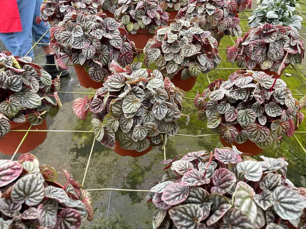 Red Emerald Ripple Peperomia, 6 Inch, Frost Platinum, Carperata Albovittata, Wrinkle Krinkle Leaf 7 Red Emerald Ripple Peperomia, 6 Inch, Frost Platinum, Carperata Albovittata, Wrinkle Krinkle Leaf - Image 5