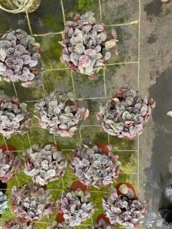 Red Emerald Ripple Peperomia, 6 Inch, Frost Platinum, Carperata Albovittata, Wrinkle Krinkle Leaf 12 Red Emerald Ripple Peperomia, 6 Inch, Frost Platinum, Carperata Albovittata, Wrinkle Krinkle Leaf -Cheap Plantly Store il fullxfull.3726302438 bubu