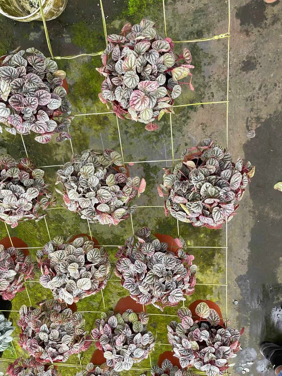 Red Emerald Ripple Peperomia, 6 Inch, Frost Platinum, Carperata Albovittata, Wrinkle Krinkle Leaf 6 Red Emerald Ripple Peperomia, 6 Inch, Frost Platinum, Carperata Albovittata, Wrinkle Krinkle Leaf - Image 4