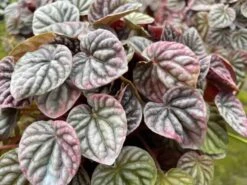 Red Emerald Ripple Peperomia, 6 Inch, Frost Platinum, Carperata Albovittata, Wrinkle Krinkle Leaf 15 Red Emerald Ripple Peperomia, 6 Inch, Frost Platinum, Carperata Albovittata, Wrinkle Krinkle Leaf -Cheap Plantly Store il fullxfull.3726302484 7y72