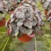 Red Emerald Ripple Peperomia, 6 Inch, Frost Platinum, Carperata Albovittata, Wrinkle Krinkle Leaf -Cheap Plantly Store il fullxfull.3726302884 fcft