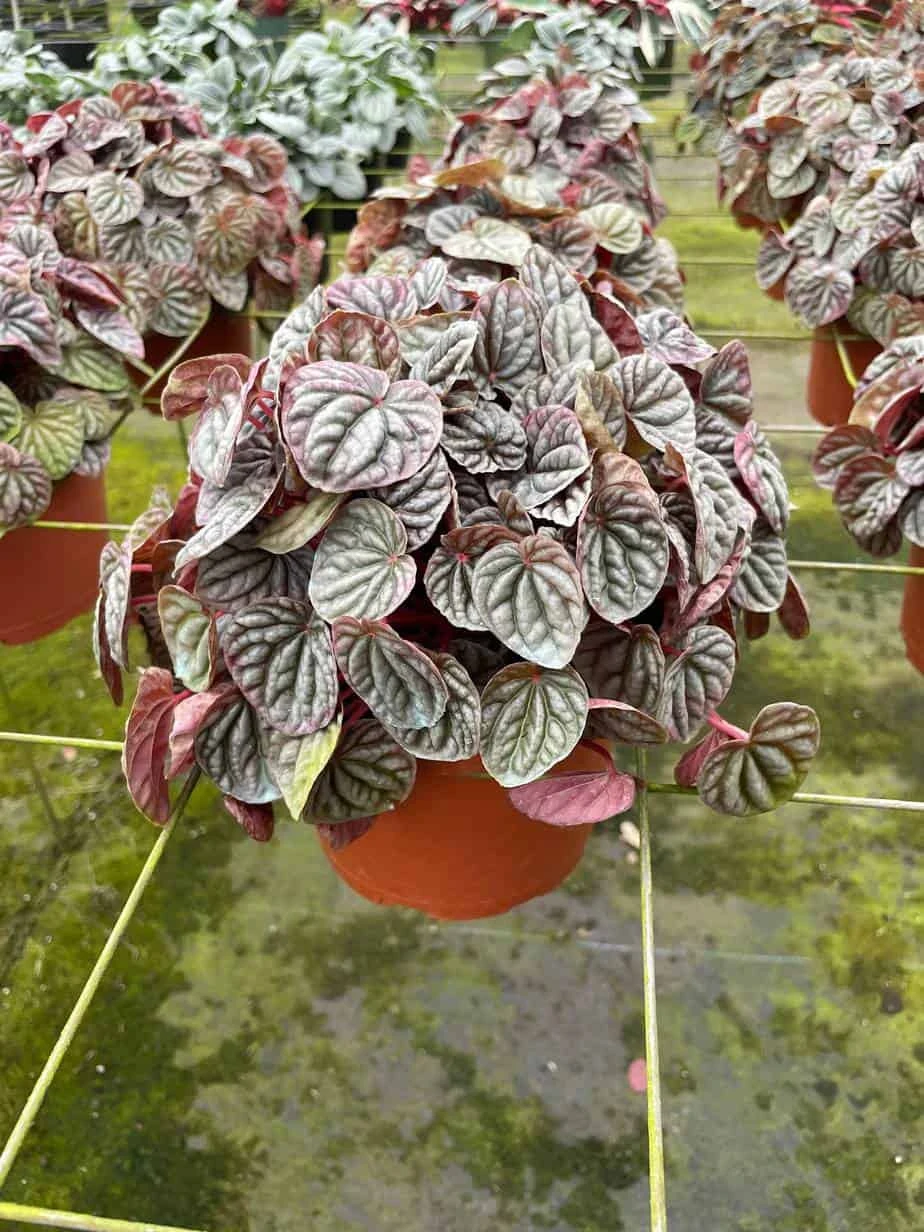 Red Emerald Ripple Peperomia, 6 Inch, Frost Platinum, Carperata Albovittata, Wrinkle Krinkle Leaf 3 Red Emerald Ripple Peperomia, 6 Inch, Frost Platinum, Carperata Albovittata, Wrinkle Krinkle Leaf
