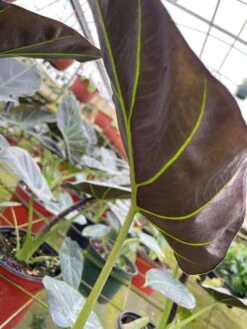 Alocasia Regal Shield, 6 Inch, Black Elephant Ear, Upright -Cheap Plantly Store il fullxfull.3726314984 9r1j