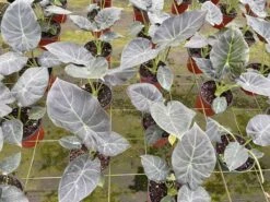 Alocasia Regal Shield, 6 Inch, Black Elephant Ear, Upright -Cheap Plantly Store il fullxfull.3726315040 2iu9