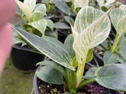 Philodendron Birkin, White Wave, 6 Inch, Mermaid Tail 13 Philodendron Birkin, White Wave, 6 Inch, Mermaid Tail -Cheap Plantly Store il fullxfull.3726320222 xyyq